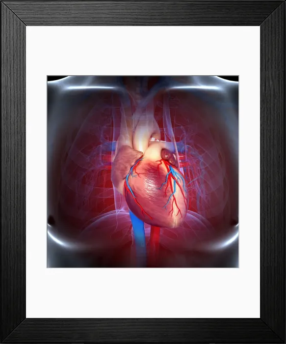 Framed Print : Cardiovascular system, artwork Framed Print : Cardiovascular system, artwork