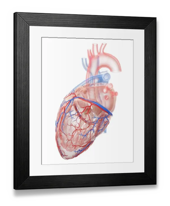 Framed Print : Human heart, illustration Framed Print : Human heart, illustration