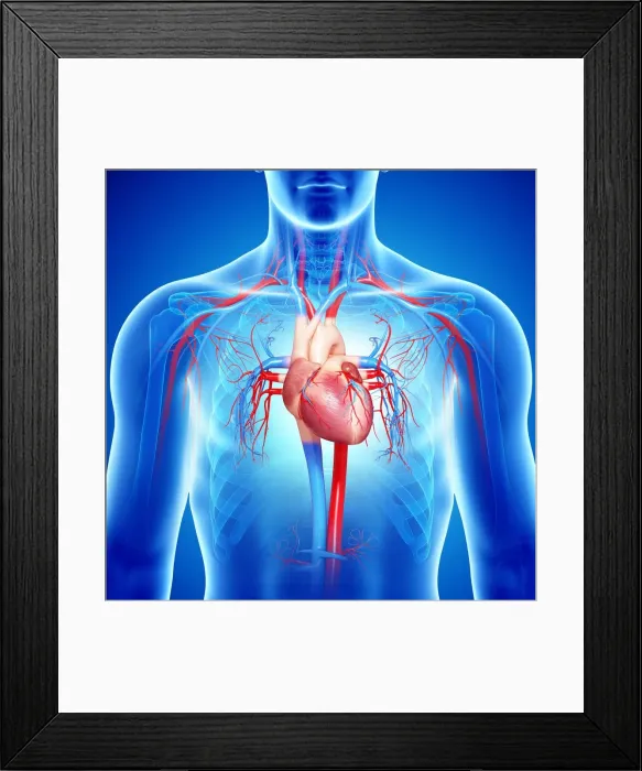 Framed Print : Male cardiovascular system, artwork Framed Print : Male cardiovascular system, artwork