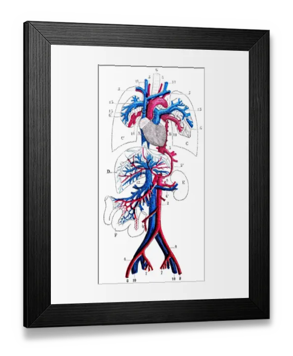 Framed Print : Antique medical scientific illustration high-resolution: Circulatory system Framed Print : Antique medical scientific illustration high-resolution: Circulatory system