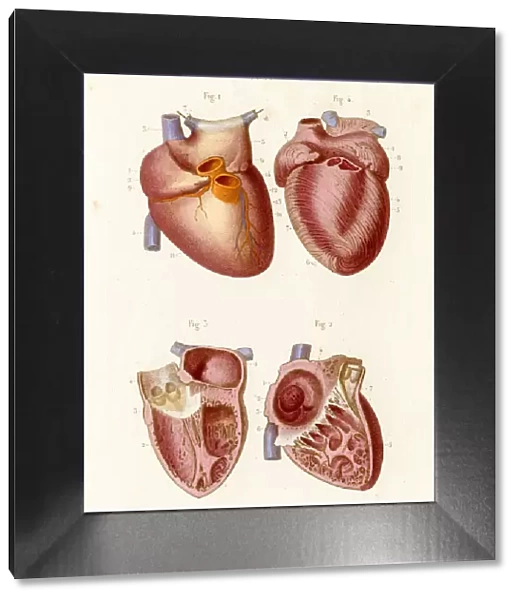 The heart anatomy engraving 1886