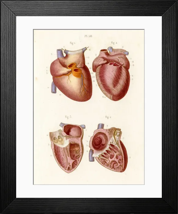 Framed Print : The heart anatomy engraving 1886 Framed Print : The heart anatomy engraving 1886