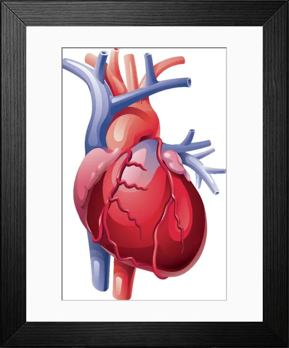 Framed Print : The Human Heart, 182022932 Framed Print : The Human Heart, 182022932
