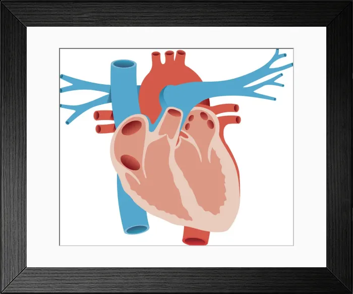 Framed Print : The Human Heart, 165042243 Framed Print : The Human Heart, 165042243