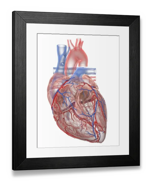 Framed Print : Human heart, illustration Framed Print : Human heart, illustration