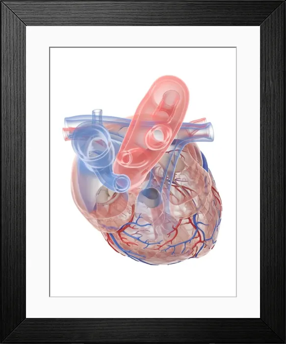Framed Print : Human heart, illustration Framed Print : Human heart, illustration