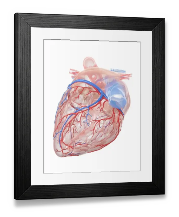 Framed Print : Human heart, illustration Framed Print : Human heart, illustration