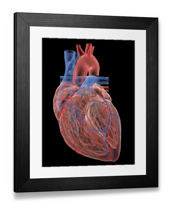 Framed Print : Human heart, illustration