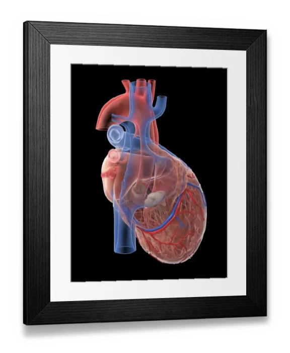 Framed Print : Human heart, illustration Framed Print : Human heart, illustration