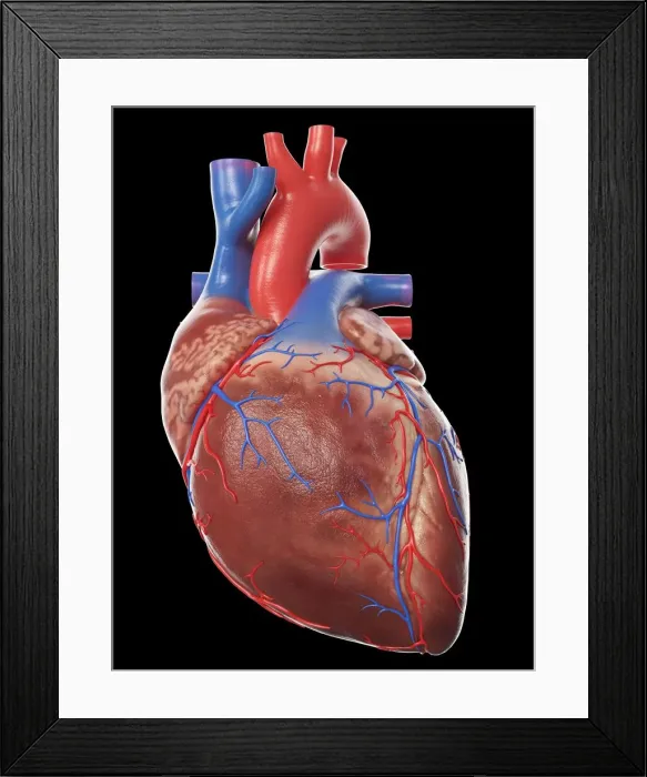 Framed Print : Human heart, illustration Framed Print : Human heart, illustration