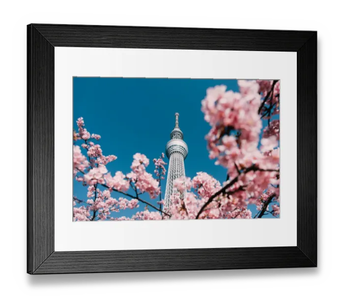 Framed Print : Cherry Blossom and Sakura with Tokyo Sky Tree in Japan Framed Print : Cherry Blossom and Sakura with Tokyo Sky Tree in Japan