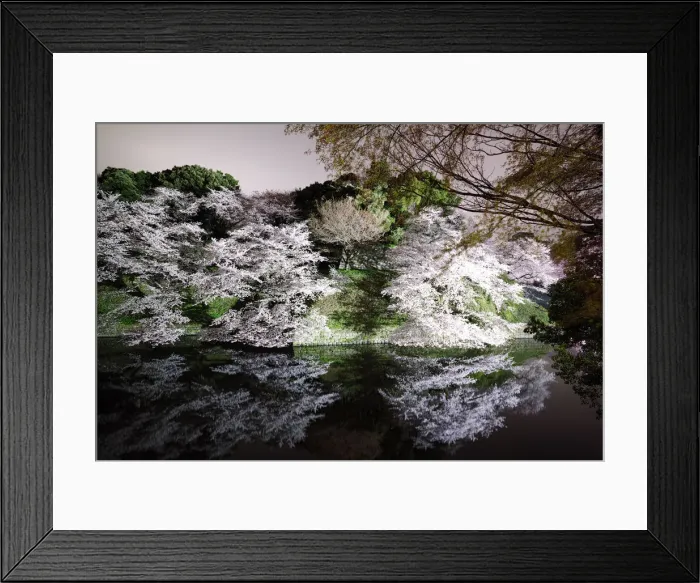 Framed Print : Cherry Blossoms Framed Print : Cherry Blossoms