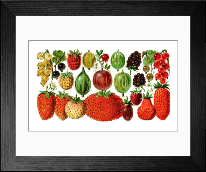 Framed Print : Old engraved illustration of a Berry fruits varieties Framed Print : Old engraved illustration of a Berry fruits varieties