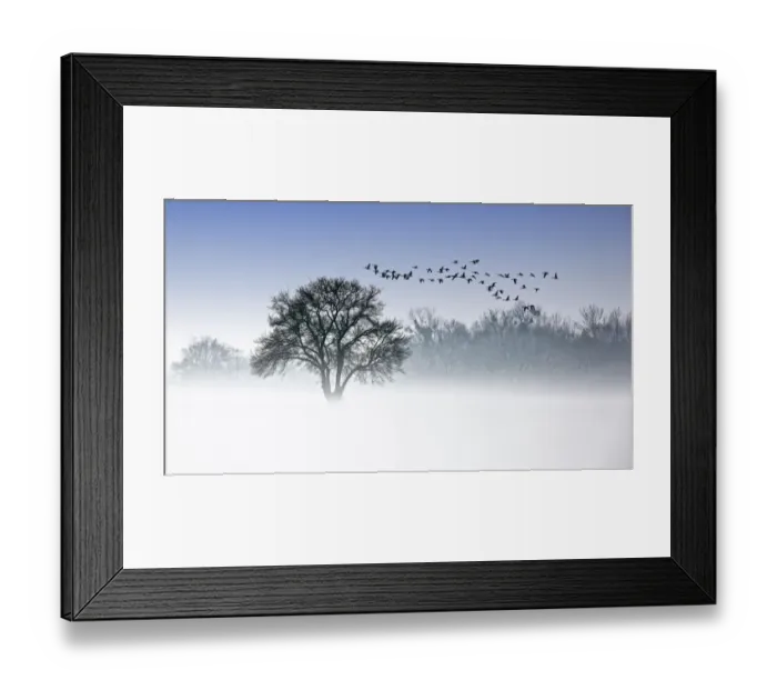 Framed Print : River Elbe Floodplains in winter, solitary tree, flock of birds, geese in early mist Framed Print : River Elbe Floodplains in winter, solitary tree, flock of birds, geese in early mist