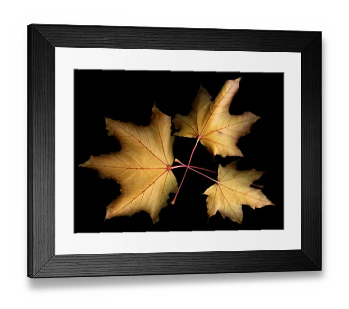 Framed Print : Three leaves with black background Framed Print : Three leaves with black background