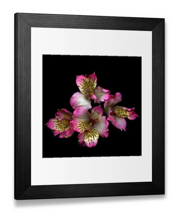 Framed Print : Alstroemeria Framed Print : Alstroemeria