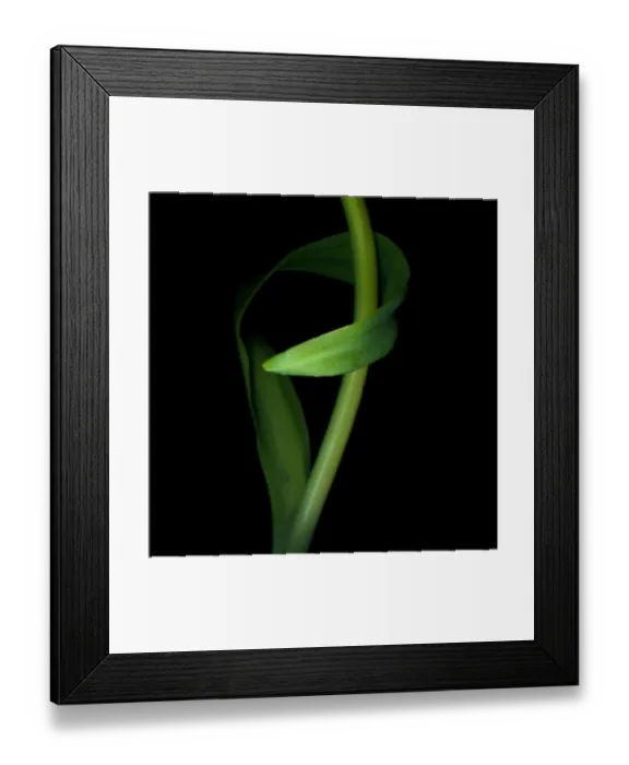 Framed Print : Curved leaf of rococo parrot tulip Framed Print : Curved leaf of rococo parrot tulip