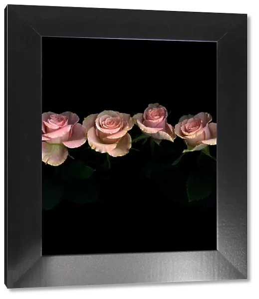 Pink roses on black background