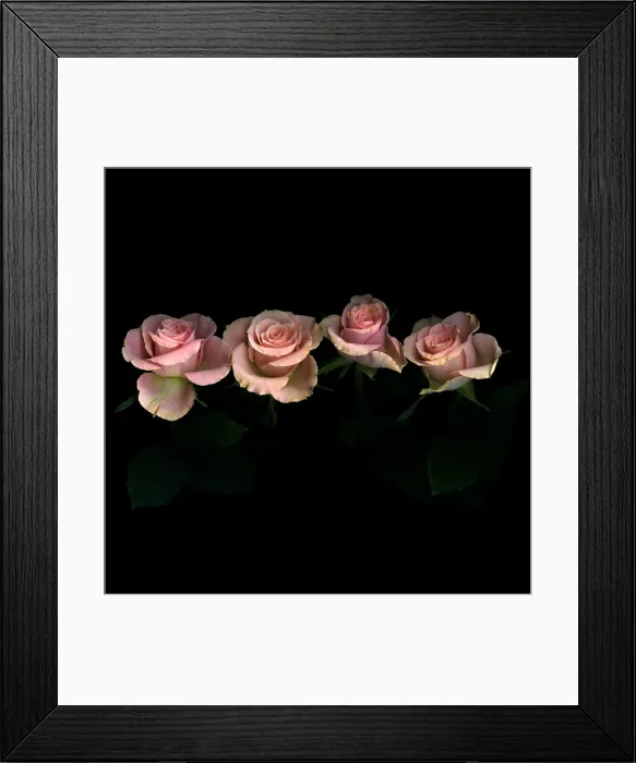 Framed Print : Pink roses on black background Framed Print : Pink roses on black background