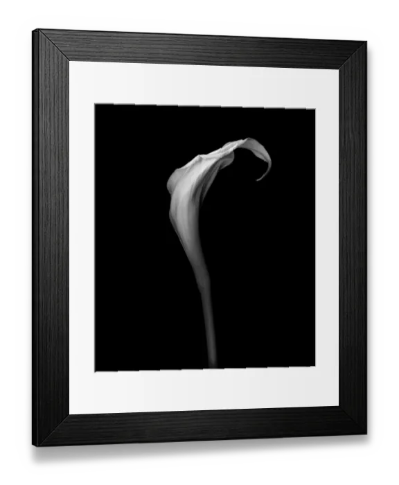 Framed Print : White Calla Framed Print : White Calla