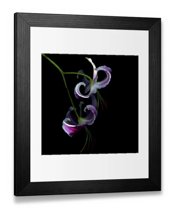 Framed Print : Two tiger lillies curved Framed Print : Two tiger lillies curved