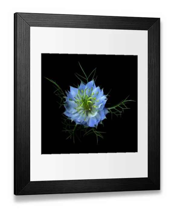 Framed Print : Nigella damascena