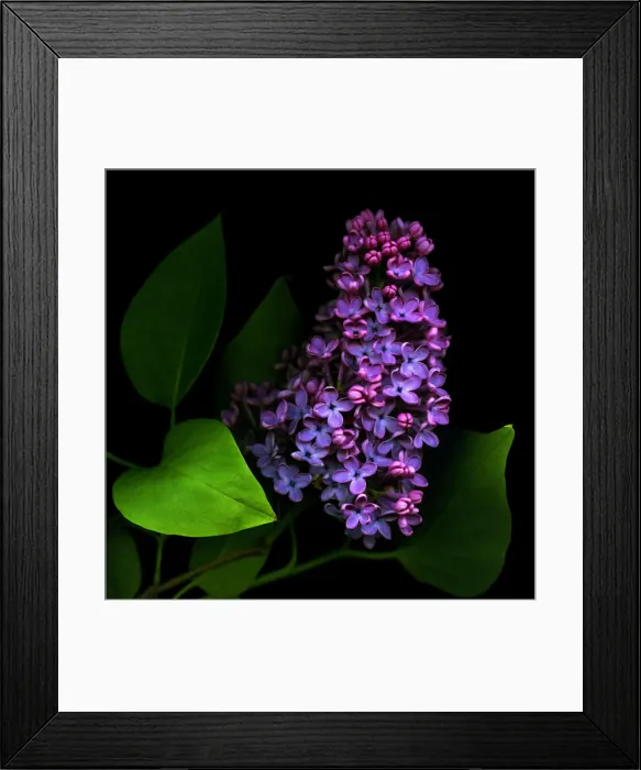 Framed Print : Purple lilacs Framed Print : Purple lilacs