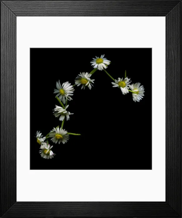 Framed Print : Daisy chain