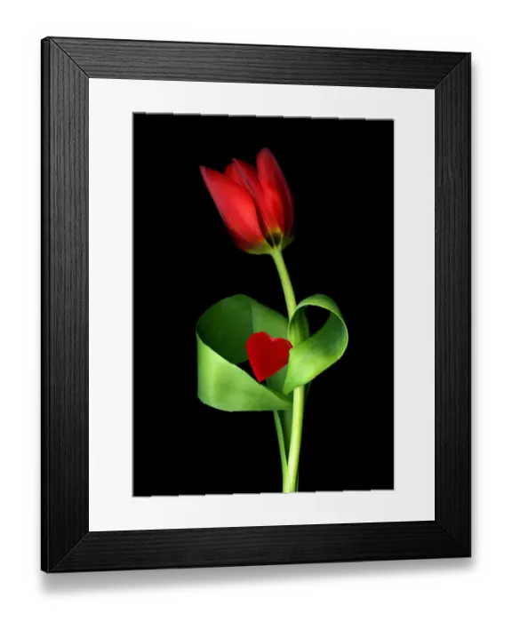 Framed Print : Red tulip with a heart on black Framed Print : Red tulip with a heart on black