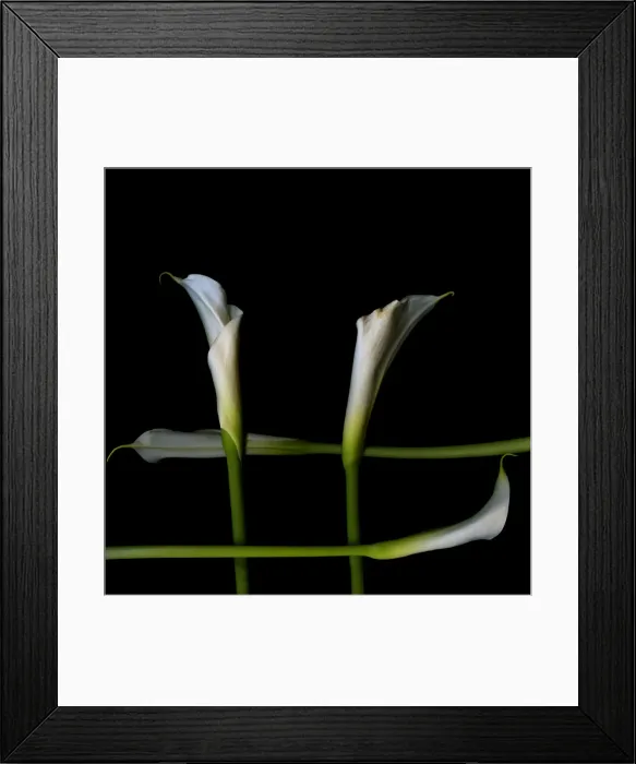 Framed Print : White callas Framed Print : White callas