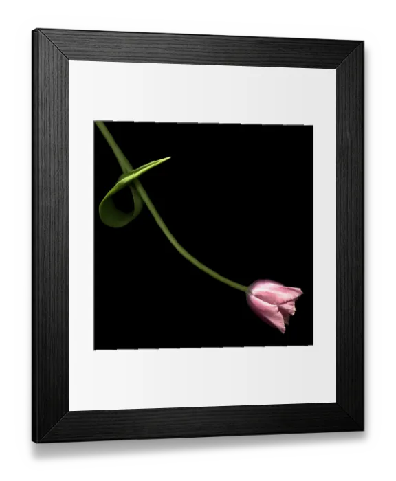 Framed Print : A pink lady for the romantic seasoan Framed Print : A pink lady for the romantic seasoan