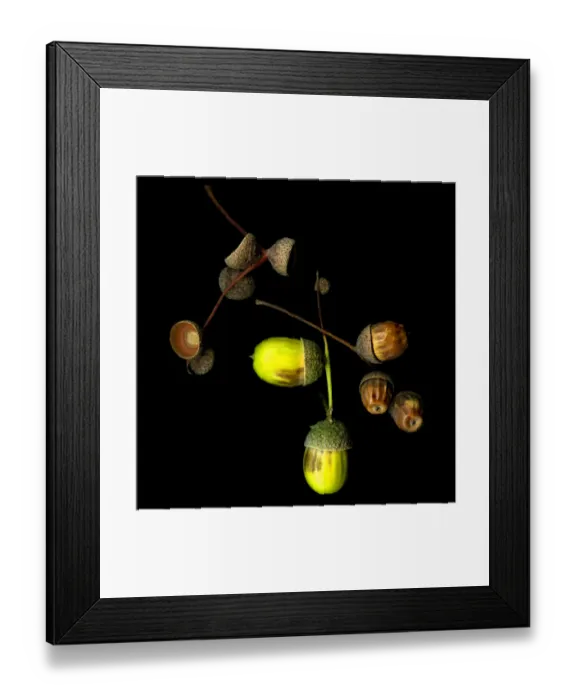 Framed Print : Acrons against black background Framed Print : Acrons against black background