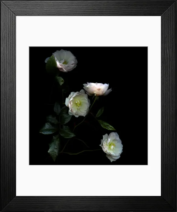 Framed Print : Story of roses Framed Print : Story of roses