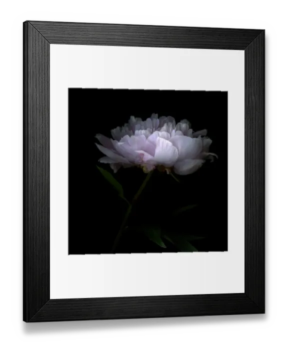 Framed Print : Pink peony flower Framed Print : Pink peony flower