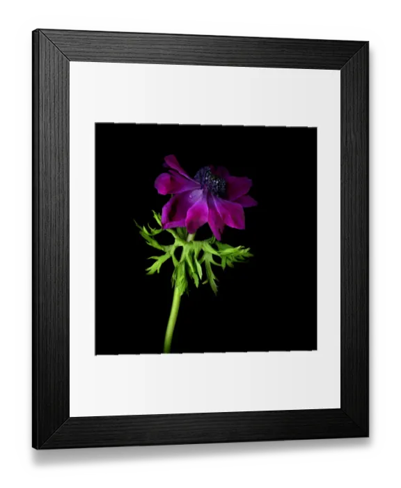 Framed Print : Poppy anemone Framed Print : Poppy anemone
