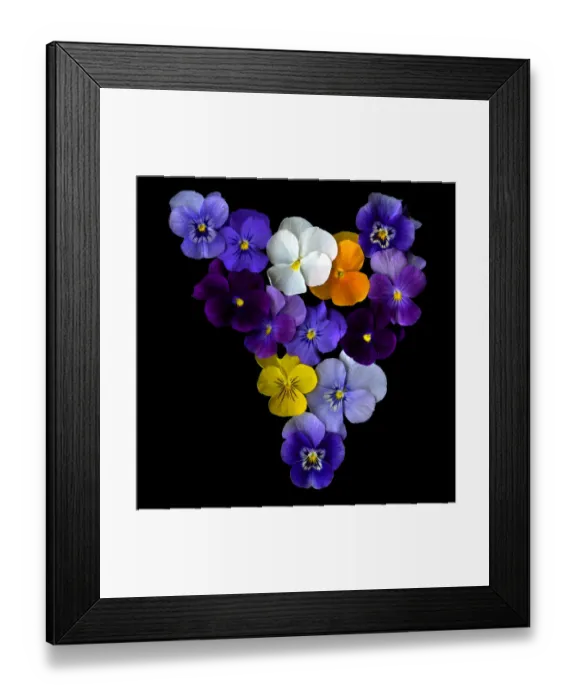 Framed Print : A Heart of Violets Framed Print : A Heart of Violets