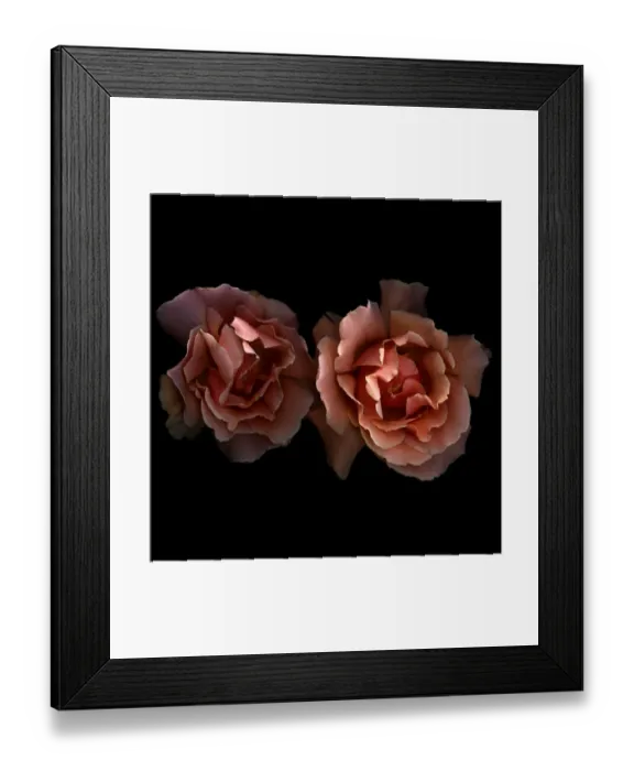 Framed Print : Tea roses. Two tea roses, name Just Joey, from garden Framed Print : Tea roses. Two tea roses, name Just Joey, from garden