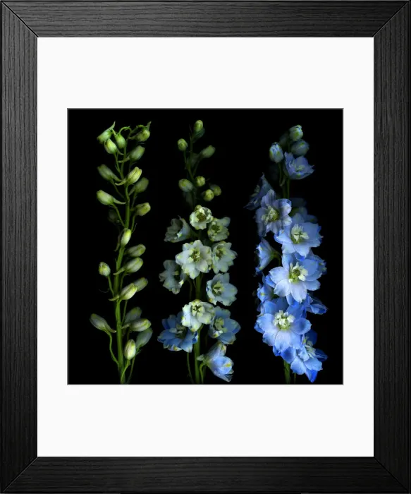Framed Print : Larkspur from bud to flower