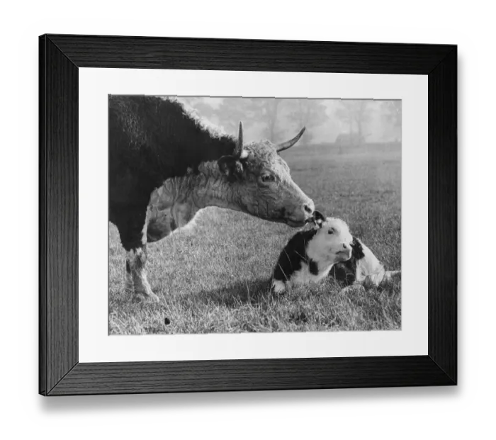 Framed Print : Mothers Tongue Framed Print : Mothers Tongue