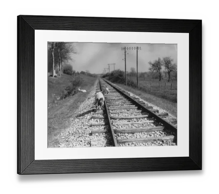 Framed Print : Market Escapee ? Framed Print : Market Escapee ?