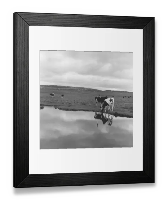 Framed Print : Reflected Cows Framed Print : Reflected Cows