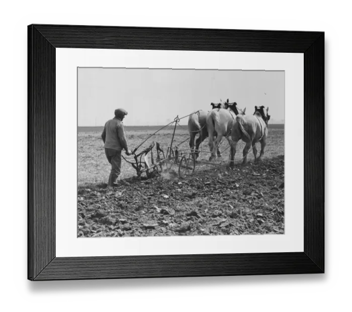 Framed Print : Three Horse Power