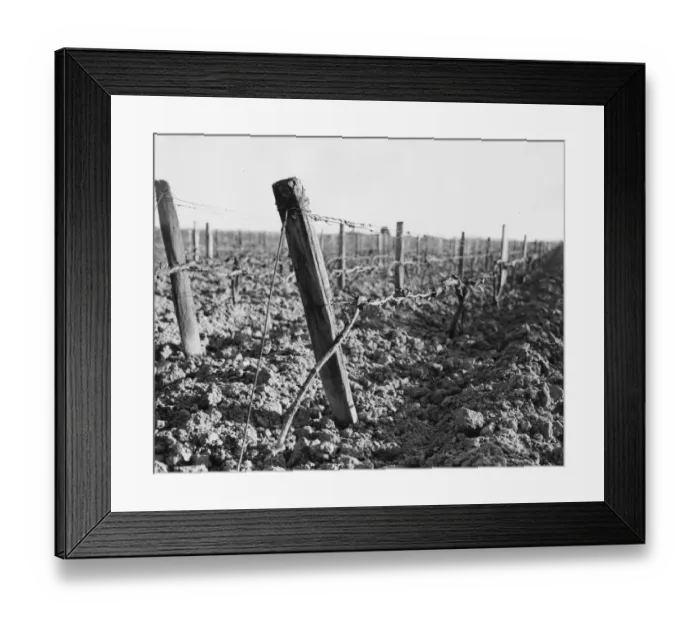Framed Print : Vineyard. April 1955: A vineyard in Burgundy with the vines not yet in leaf Framed Print : Vineyard. April 1955: A vineyard in Burgundy with the vines not yet in leaf