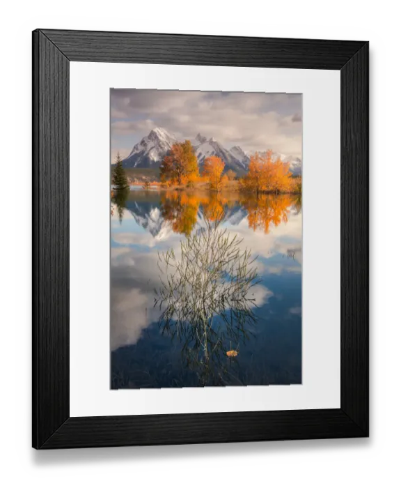 Framed Print : dry tree in Abraham lake Framed Print : dry tree in Abraham lake