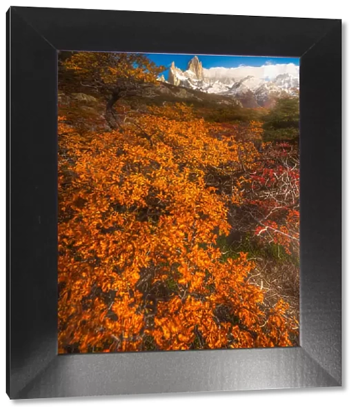Autumn view of Patagonia with Mount Fitzroy background
