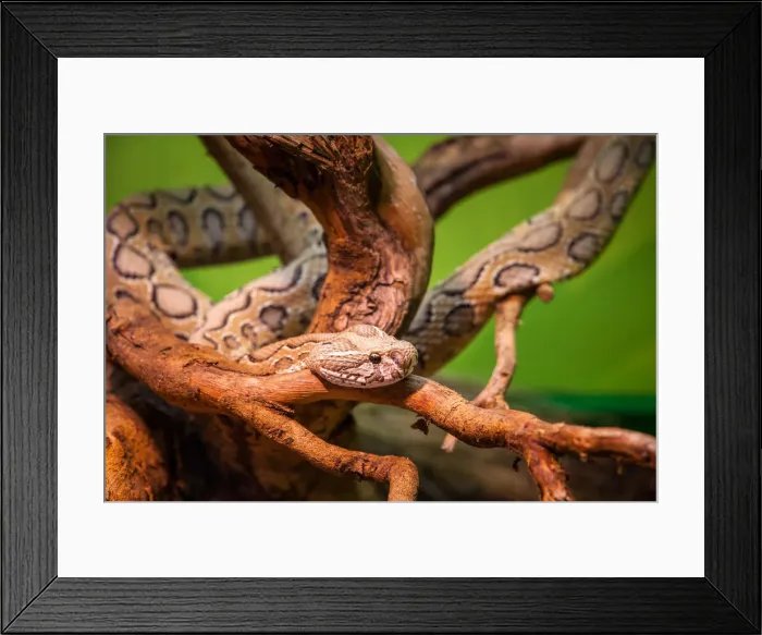 Framed Print : Russells Viper Daboia Russelii