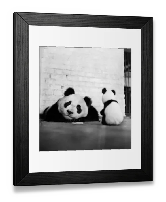 Framed Print : Unity. June 1946: Unity the Chinese giant panda Framed Print : Unity. June 1946: Unity the Chinese giant panda