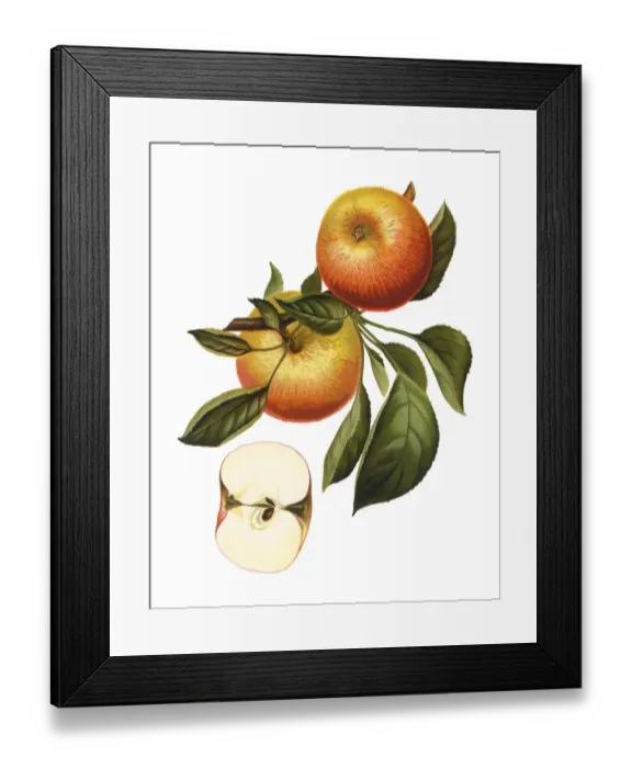 Framed Print : apples. Antique illustration of a apples, isolated on white background Framed Print : apples. Antique illustration of a apples, isolated on white background