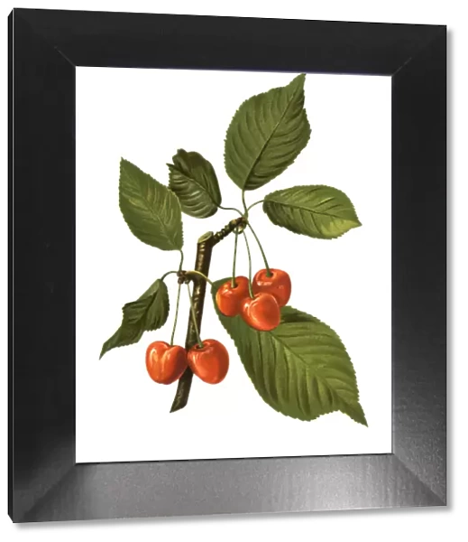 cherry. Antique illustration of a cherry, isolated on white background