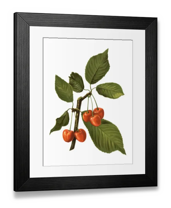 Framed Print : cherry. Antique illustration of a cherry, isolated on white background Framed Print : cherry. Antique illustration of a cherry, isolated on white background